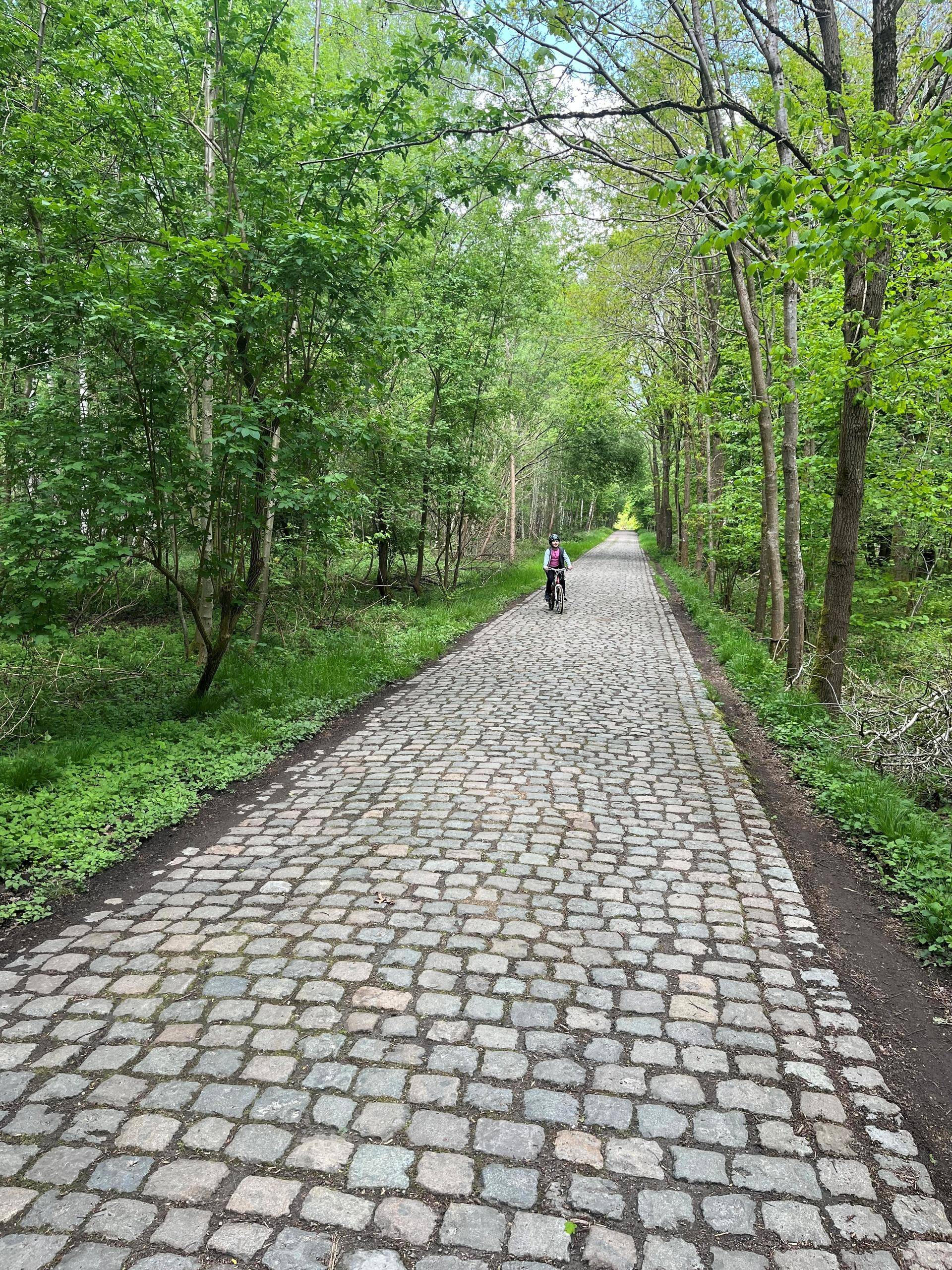 Foto av en brosteinbelgat skogsvei.