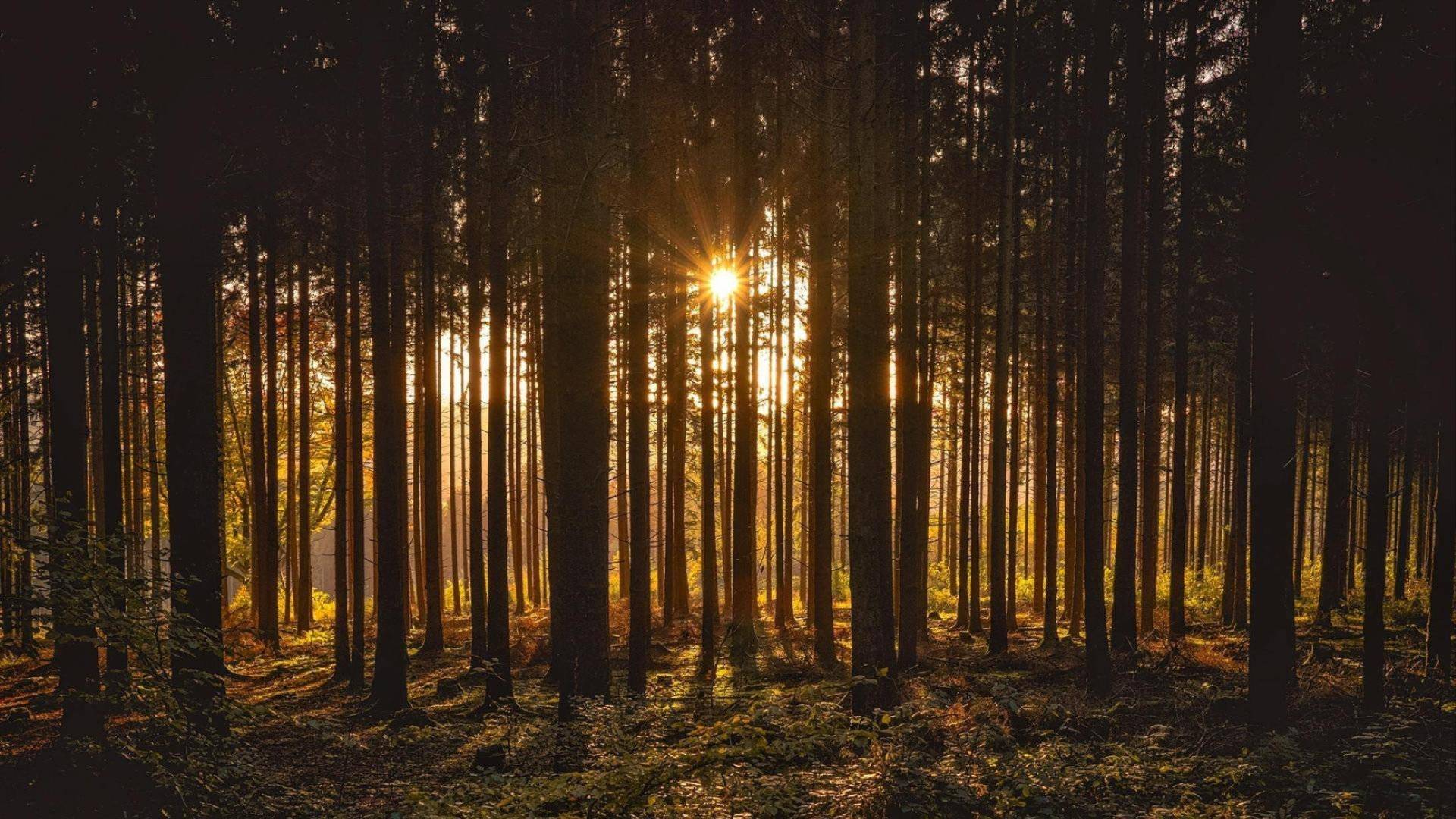 Illustrasjonsbidle fra Pexels som viser skog