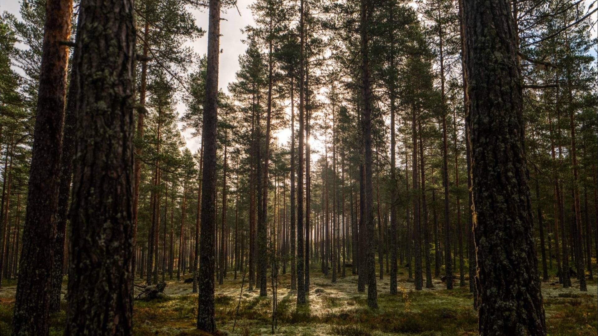 Bilde av norsk skog i Telemark 