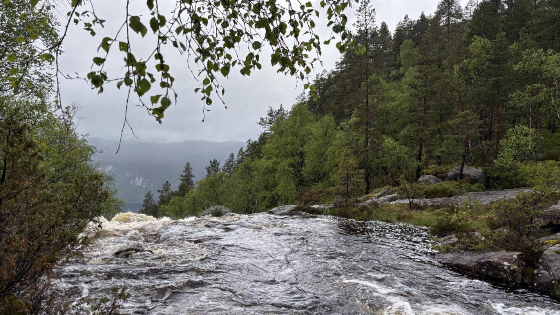 Bilde av en elv omringet av trær.