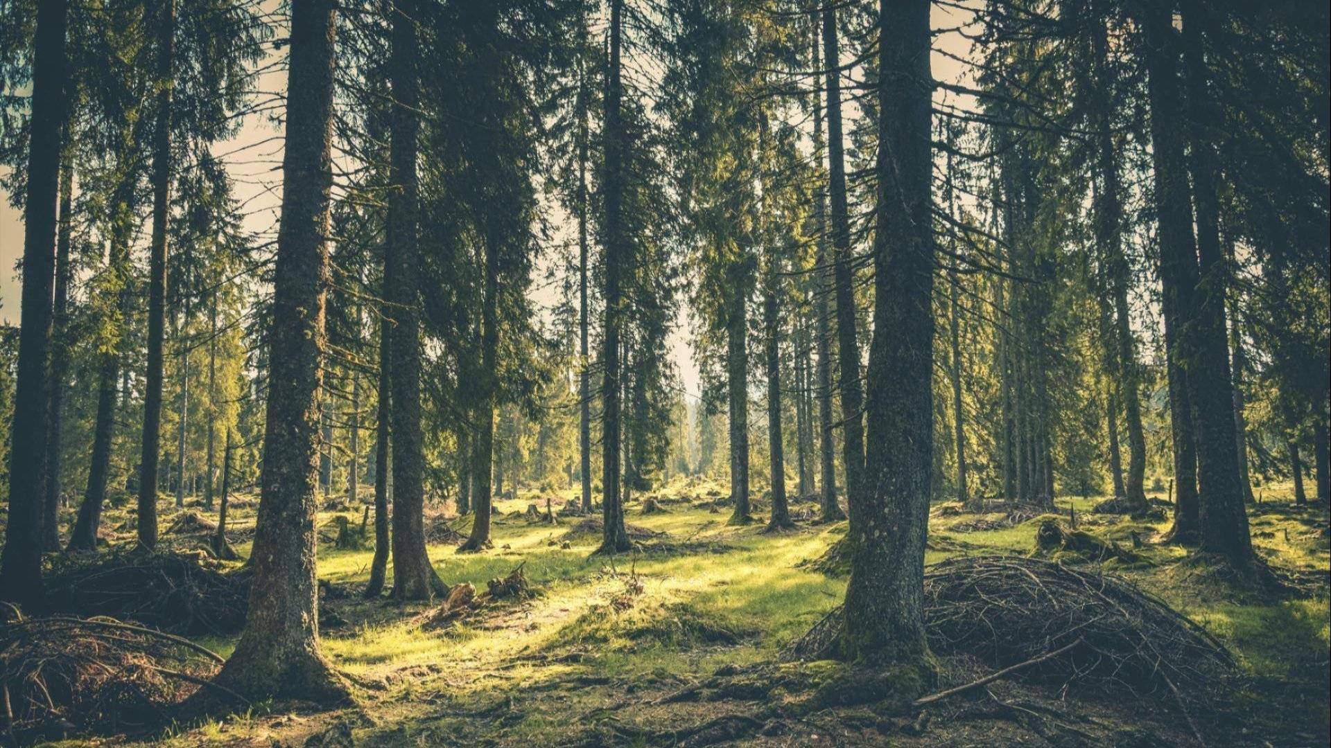 Illustrasjonsbilde av skog fra Pexels 